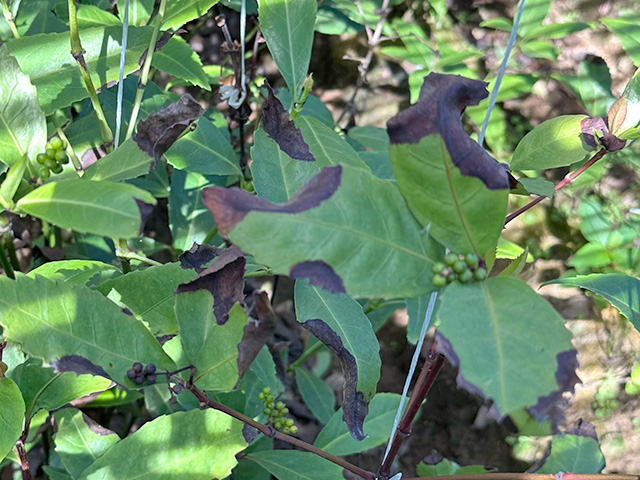 炭疽病の千両の葉